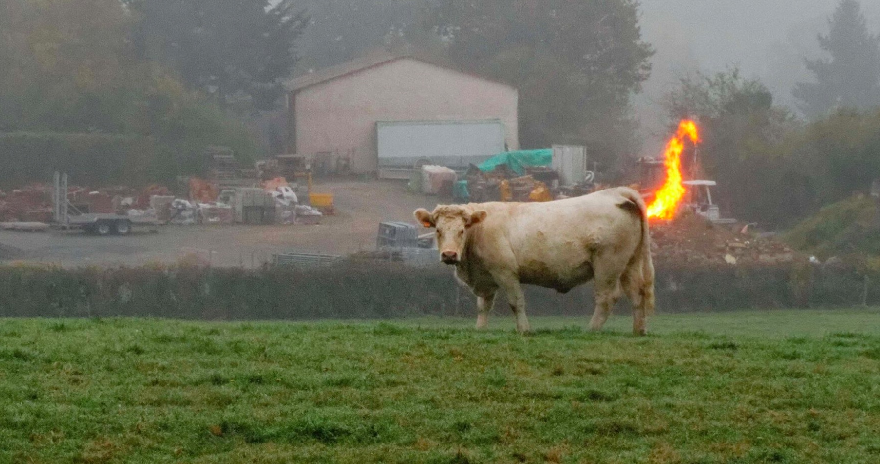 Eurokomisia povolila holandskej vláde plán likvidácie fariem hovädzieho dobytka kvôli vysokým uhlíkovým emisiám