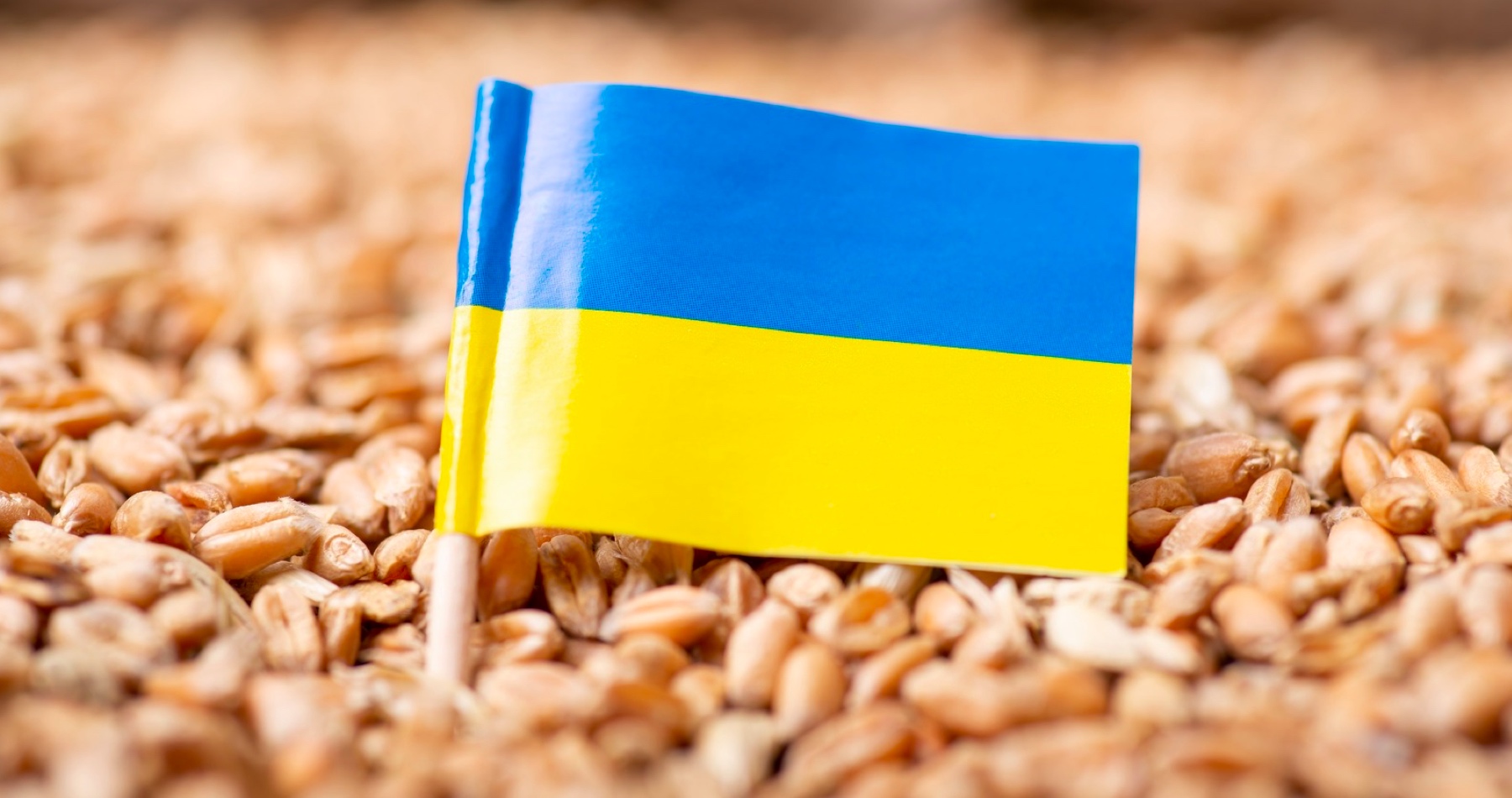 VIDEO: Nevďačná Ukrajina žaluje Maďarsko, Poľsko a Slovensko za to, že zakazujú dovoz jej agroproduktov. Varšava oznámila, že aj naďalej bude uplatňovať zákaz dovozu ukrajinského obilia. Orbánova vláda považuje rozhodnutie Bruselu nepredĺžiť zákaz dovozu ukrajinských poľnohospodárskych produktov za nehoráznosť. Slovenské ministerstvo poľnohospodárstva oznámilo, že embargo nezruší. „Musíme chrániť aj záujmy našich poľnohospodárov,“ reaguje šéf Slovenskej poľnohospodárskej a potravinárskej komory